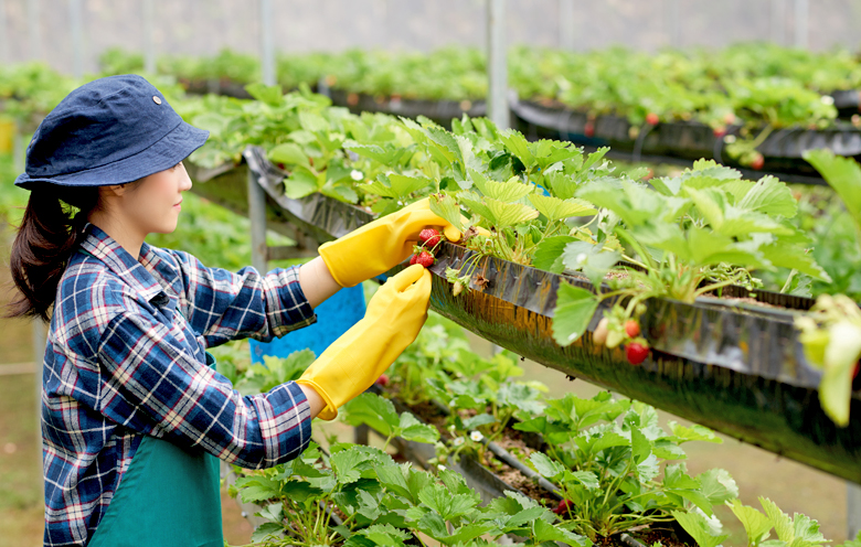 Vertical Farming 1