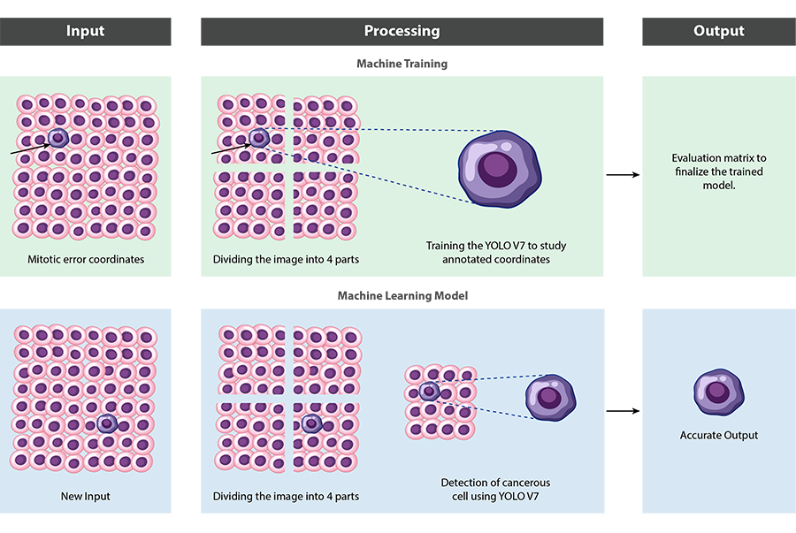 Cell Tissue Detection